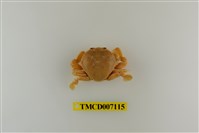 藏品(短刺伊氏蟹)的圖片